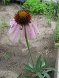 Narrow-leaved purple coneflower